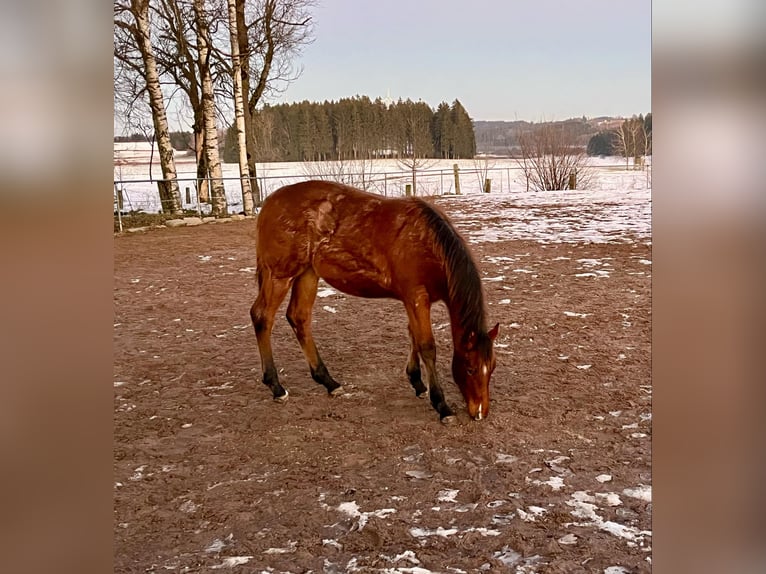 American Quarter Horse Mare 1 year 15,1 hh Roan-Bay in Helmbrechts