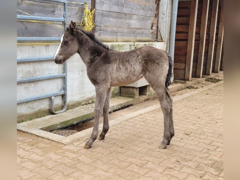 American Quarter Horse Mare 1 year 15,1 hh Smoky-Black in Mörel-Filet