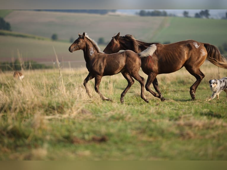 American Quarter Horse Mare 1 year 15,1 hh in Geiselwind