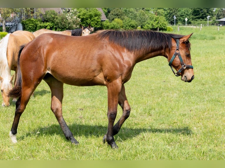 American Quarter Horse Mare 1 year 15.2 hh Brown in Straelen