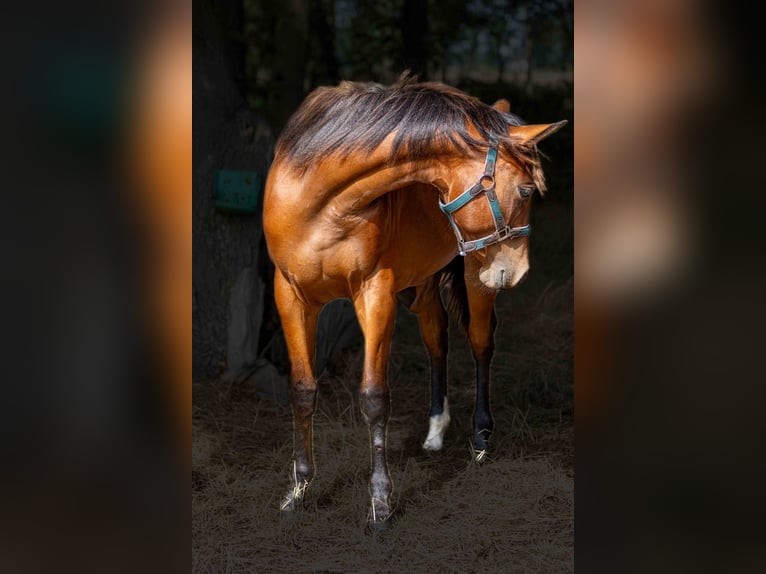 American Quarter Horse Mare 1 year 15.2 hh Brown in Straelen