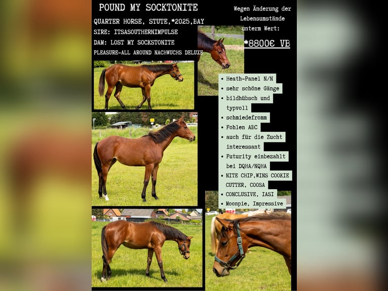 American Quarter Horse Mare 1 year 15.2 hh Brown in Straelen