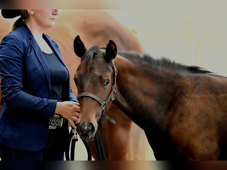 American Quarter Horse Mare 1 year 15,2 hh Brown in Pranzing