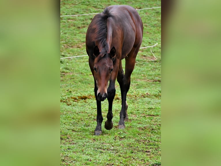 American Quarter Horse Mare 1 year 15,2 hh Brown in Pranzing