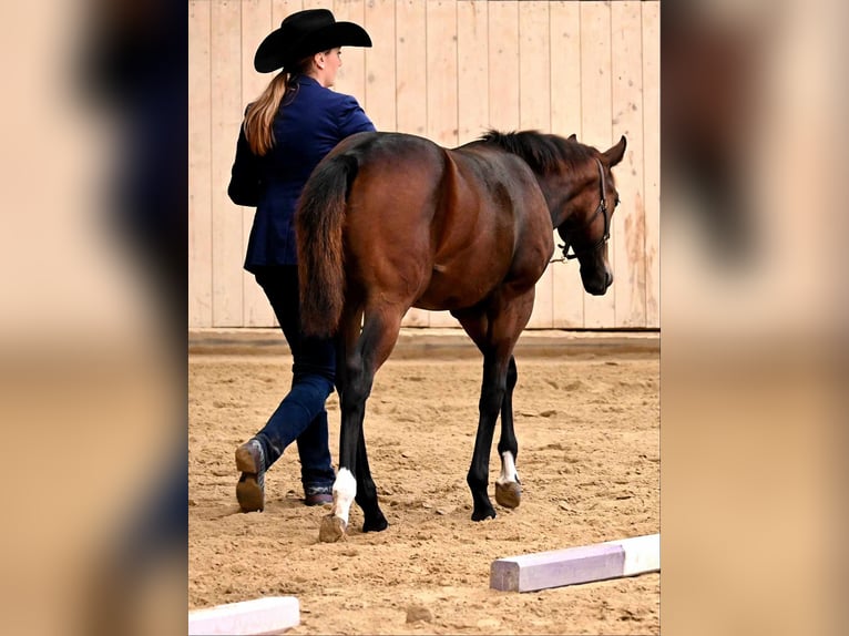 American Quarter Horse Mare 1 year 15,2 hh Brown in Pranzing