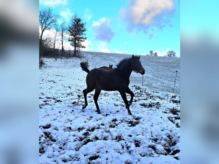 American Quarter Horse Mare 1 year 15,2 hh Brown in Pranzing