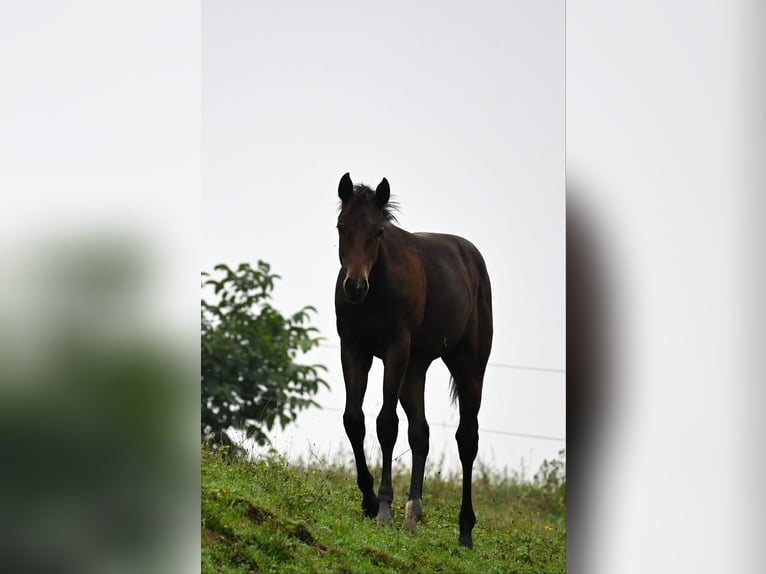 American Quarter Horse Mare 1 year 15,2 hh Brown in Pranzing