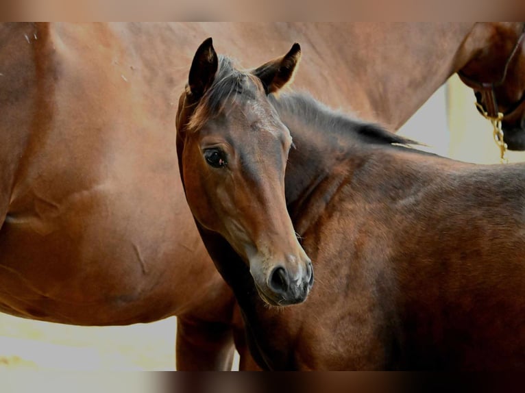 American Quarter Horse Mare 1 year 15,2 hh Brown in Pranzing