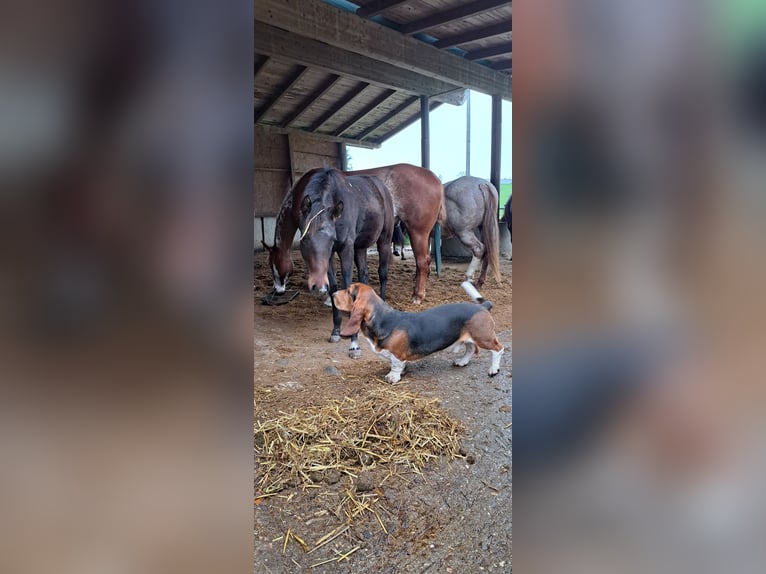 American Quarter Horse Mare 1 year 15,2 hh Brown in Pranzing