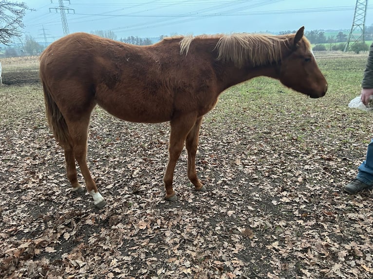American Quarter Horse Mare 1 year 15.2 hh Chestnut-Red in Wolfsburg