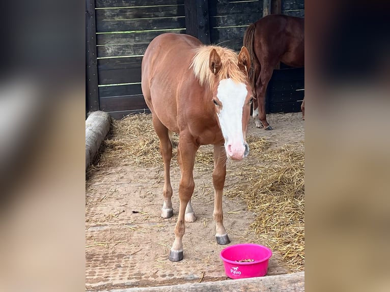 American Quarter Horse Mare 1 year 15,2 hh Chestnut-Red in Burscheid