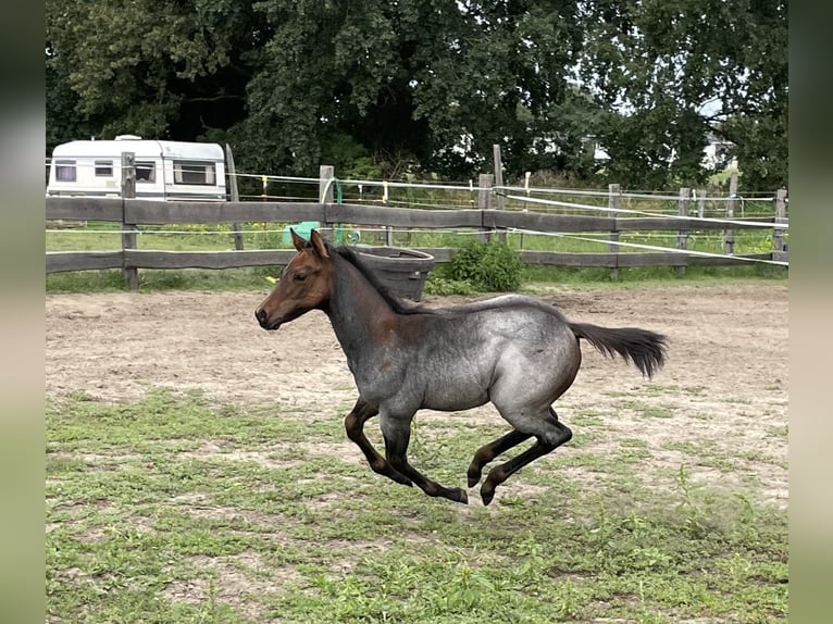 American Quarter Horse Mare 1 year 15,2 hh Roan-Bay in Stahnsdorf