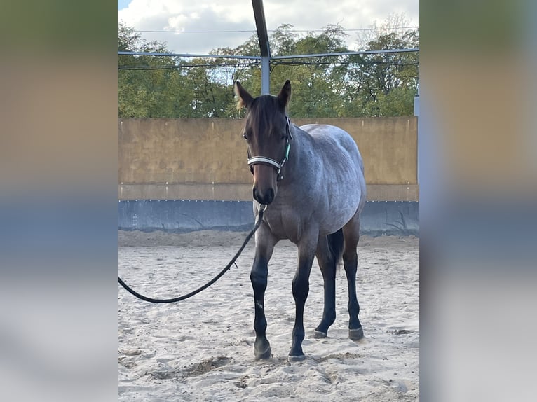 American Quarter Horse Mare 1 year 15,2 hh Roan-Bay in Stahnsdorf