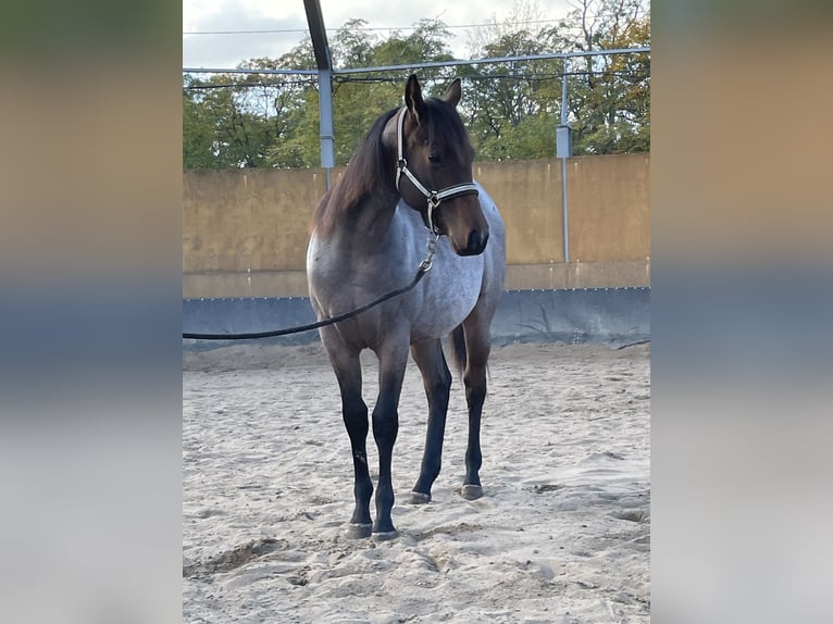 American Quarter Horse Mare 1 year 15,2 hh Roan-Bay in Stahnsdorf