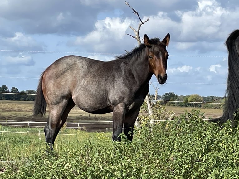 American Quarter Horse Mare 1 year 15,2 hh Roan-Bay in Stahnsdorf