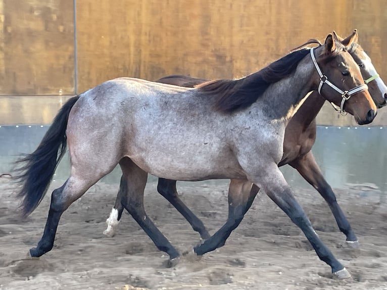 American Quarter Horse Mare 1 year 15,2 hh Roan-Bay in Stahnsdorf