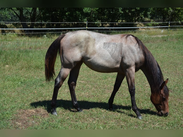 American Quarter Horse Mare 1 year 15,2 hh Roan-Bay in Stahnsdorf