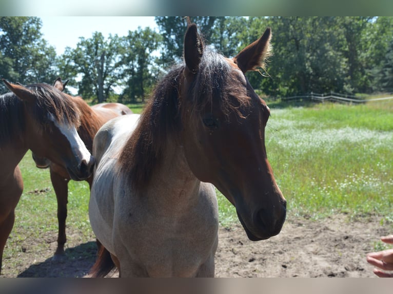 American Quarter Horse Mare 1 year 15,2 hh Roan-Bay in Stahnsdorf