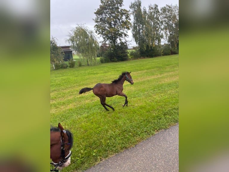 American Quarter Horse Mare 1 year 15,3 hh Brown in Langenau