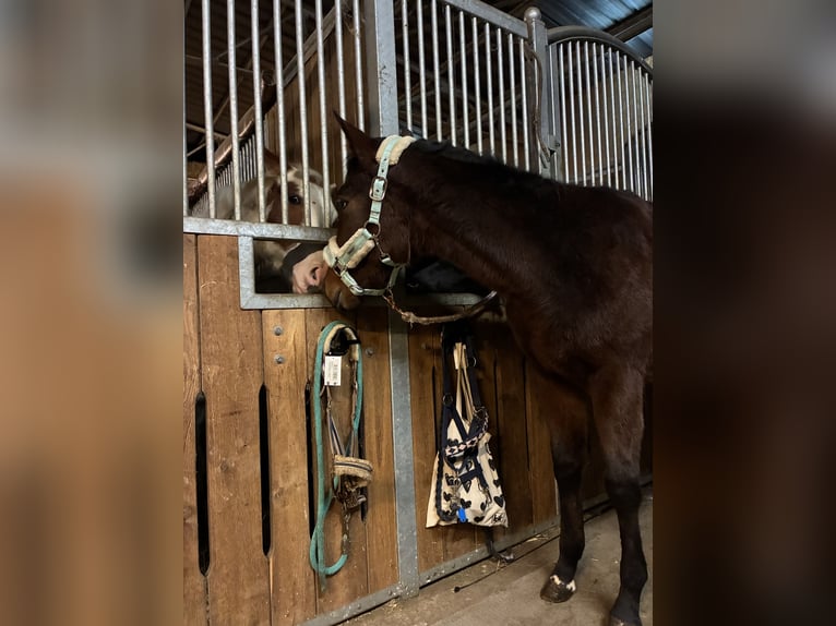 American Quarter Horse Mare 1 year 15,3 hh Brown in Langenau