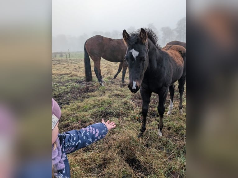 American Quarter Horse Mare 1 year 15 hh Bay-Dark in Soltau