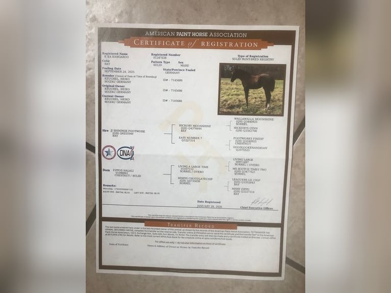 American Quarter Horse Mare 1 year 15 hh Bay-Dark in Soltau