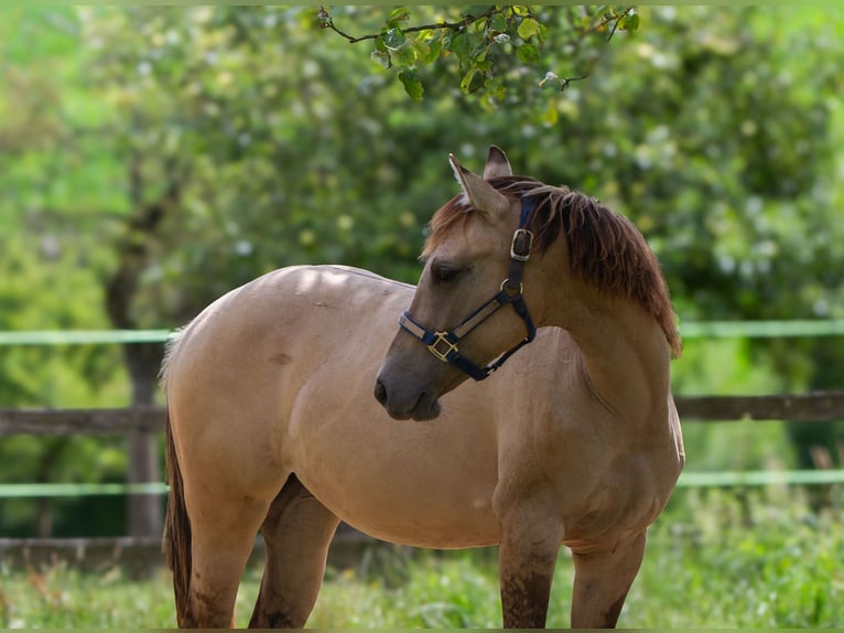 American Quarter Horse Mare 1 year 15 hh Buckskin in Duingen