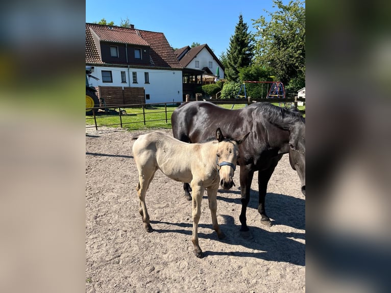 American Quarter Horse Mare 1 year 15 hh Buckskin in Bergkamen