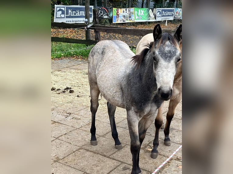 American Quarter Horse Mare 1 year 15 hh Buckskin in Bergkamen