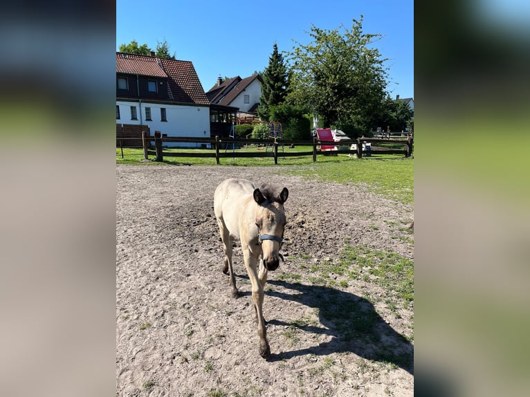 American Quarter Horse Mare 1 year 15 hh Buckskin in Bergkamen