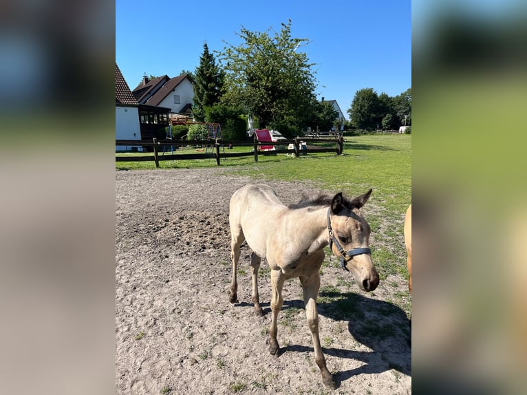 American Quarter Horse Mare 1 year 15 hh Buckskin in Bergkamen