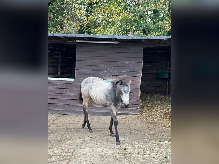 American Quarter Horse Mare 1 year 15 hh Buckskin in Bergkamen