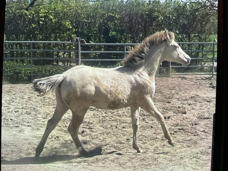 American Quarter Horse Mare 1 year 15 hh Champagne in Starnmeer