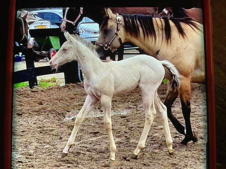 American Quarter Horse Mare 1 year 15 hh Champagne in Starnmeer