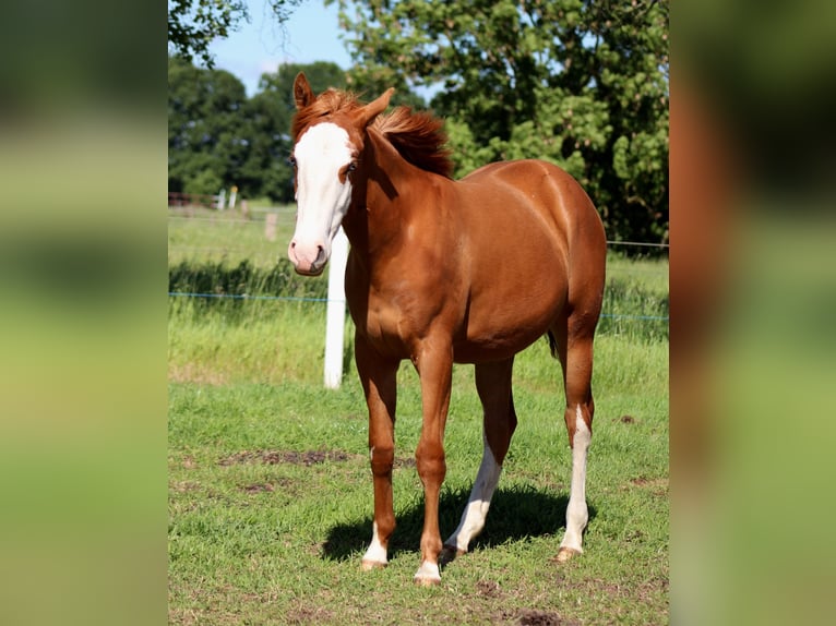 American Quarter Horse Mare 1 year 15 hh Chestnut-Red in Stade