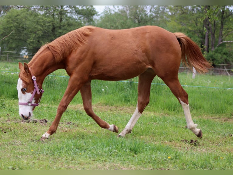American Quarter Horse Mare 1 year 15 hh Chestnut-Red in Stade
