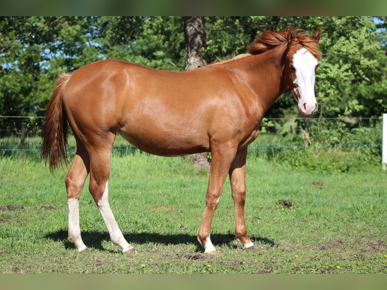 American Quarter Horse Mare 1 year 15 hh Chestnut-Red in Stade