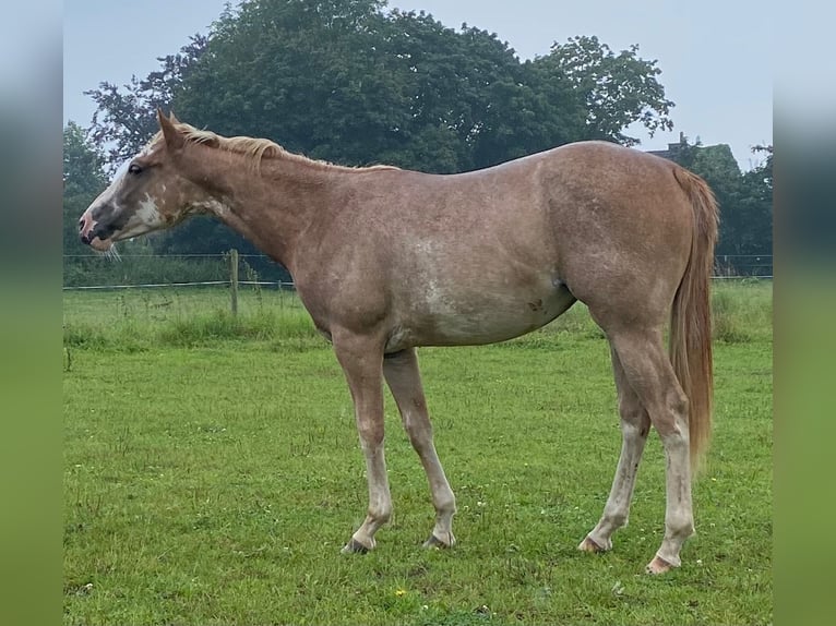 American Quarter Horse Mare 1 year 15 hh Overo-all-colors in Duisburg