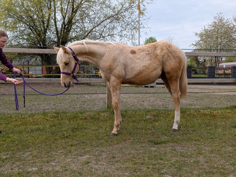 American Quarter Horse Mare 1 year 15 hh Palomino in Rheine