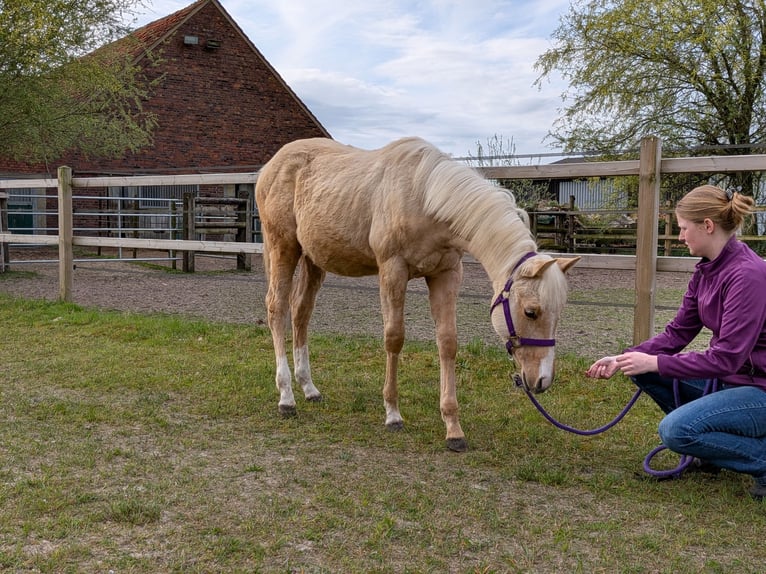 American Quarter Horse Mare 1 year 15 hh Palomino in Rheine