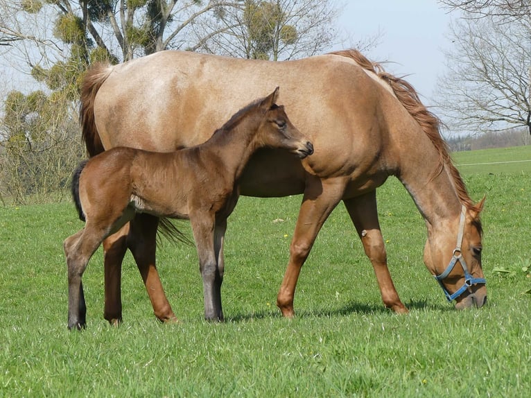 American Quarter Horse Mare 1 year 15 hh Roan-Bay in Herzberg am Harz