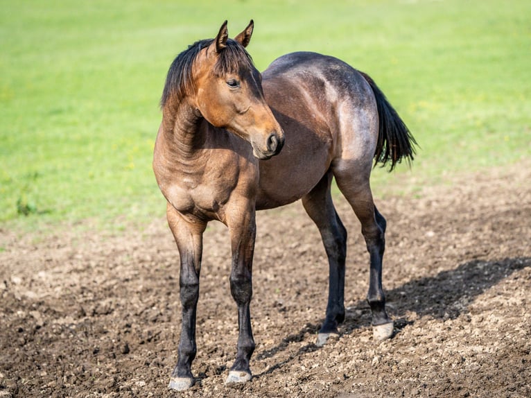 American Quarter Horse Mare 1 year 15 hh Roan-Bay in Herzberg am Harz