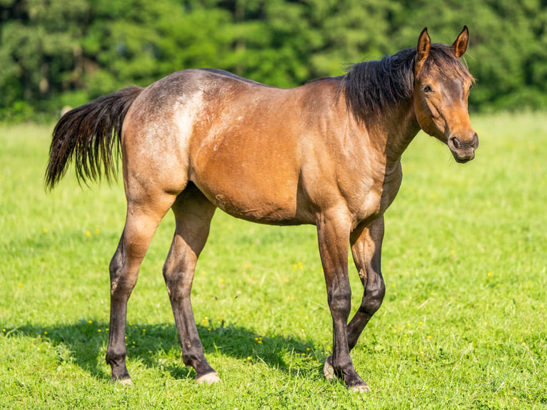 American Quarter Horse Mare 1 year 15 hh Roan-Bay in Herzberg am Harz