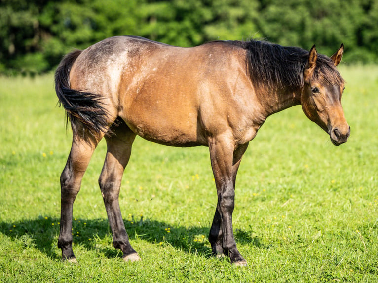 American Quarter Horse Mare 1 year 15 hh Roan-Bay in Herzberg am Harz