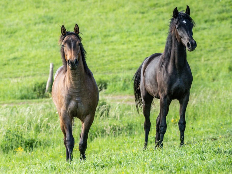 American Quarter Horse Mare 1 year 15 hh Roan-Bay in Herzberg am Harz