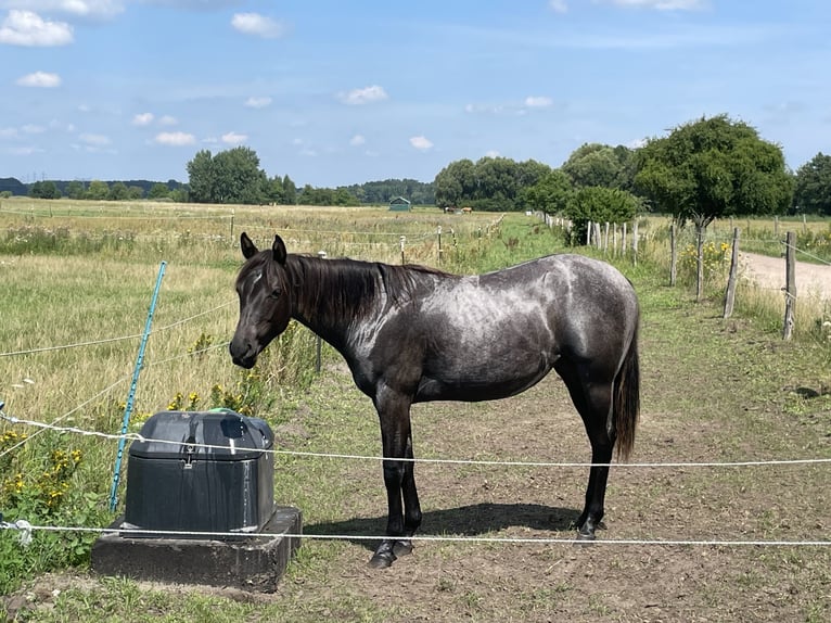 American Quarter Horse Mare 1 year 15 hh Roan-Blue in Oranienburg
