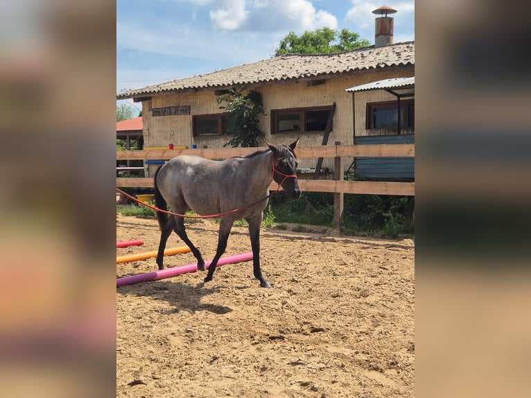 American Quarter Horse Mare 1 year 15 hh Roan-Blue in Oranienburg
