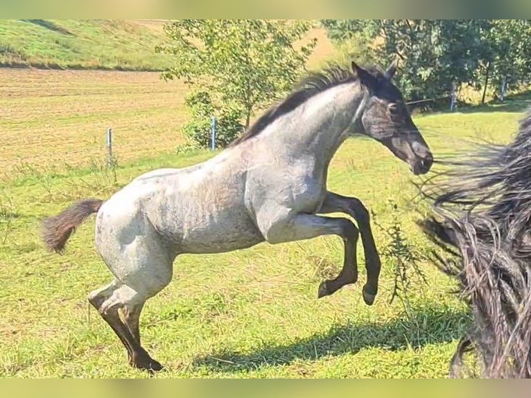 American Quarter Horse Mare 1 year 15 hh Roan-Blue in Langenbach