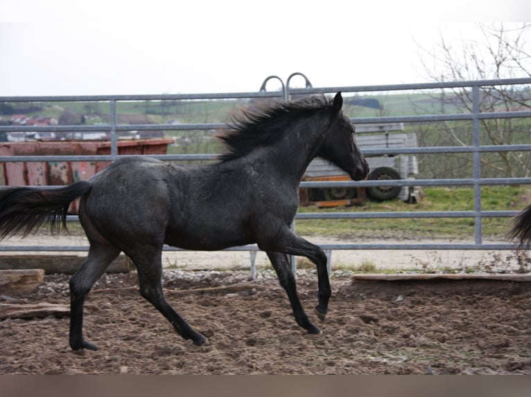 American Quarter Horse Mare 1 year 15 hh Roan-Blue in Langenbach