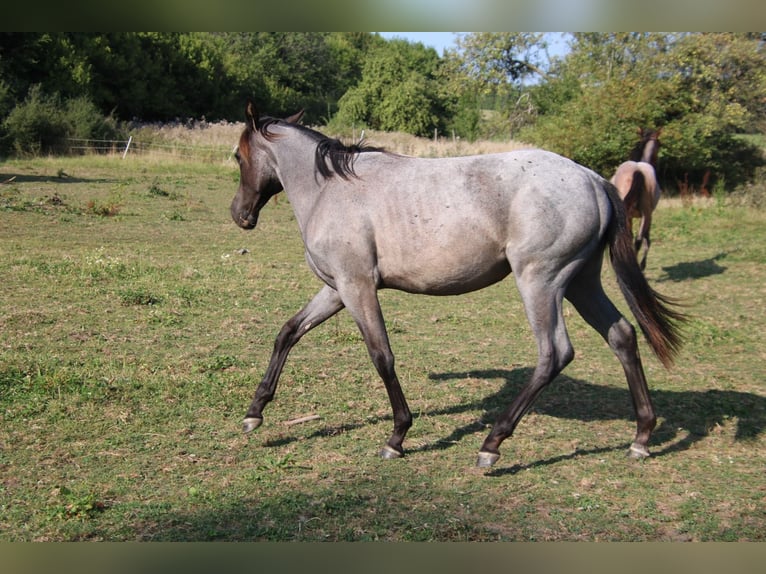 American Quarter Horse Mare 1 year 15 hh Roan-Blue in Breitenbach